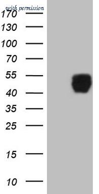 OriGene CF807469 image 1