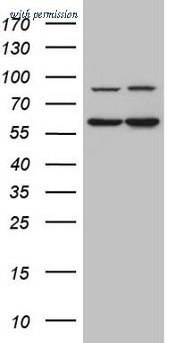 OriGene CF807494 image 1