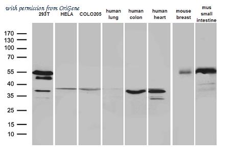 OriGene CF807497 image 1