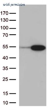OriGene CF807531 image 1
