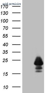 OriGene CF807534 image 1