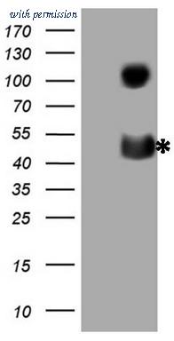 OriGene CF807572 image 1