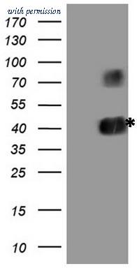 OriGene CF807573 image 1