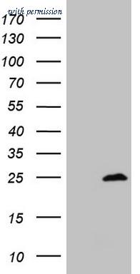OriGene CF807577 image 1