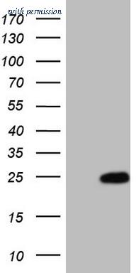 OriGene CF807581 image 1