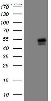 OriGene CF807585 image 1