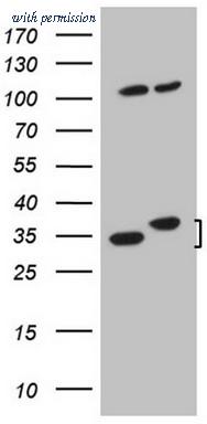 OriGene CF807587 image 1