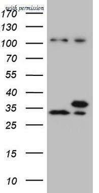 OriGene CF807588 image 1