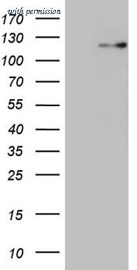 OriGene CF807609 image 1