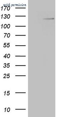 OriGene CF807610 image 1