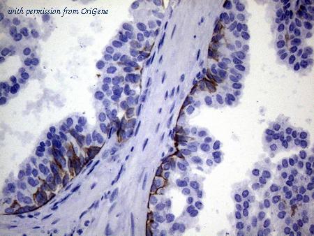 OriGene CF807633 image 1