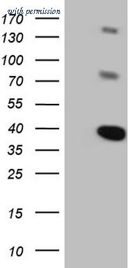 OriGene CF807653 image 1