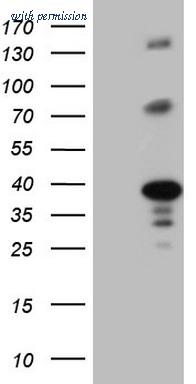 OriGene CF807655 image 1