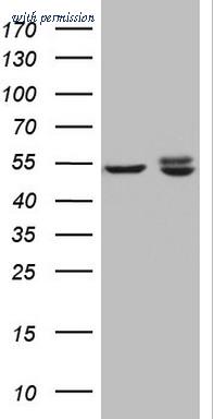OriGene CF807684 image 1