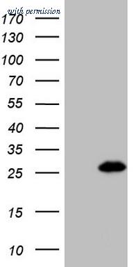 OriGene CF807685 image 1