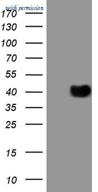 OriGene CF807687 image 1