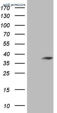 OriGene CF807688 image 1
