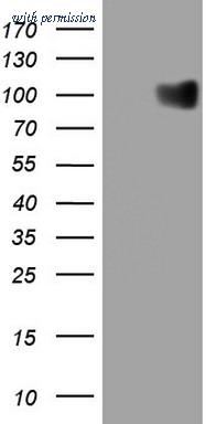 OriGene CF807721 image 1