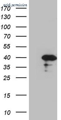 OriGene CF807726 image 1