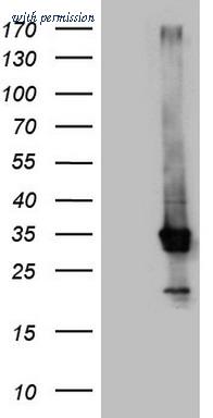 OriGene CF807727 image 1