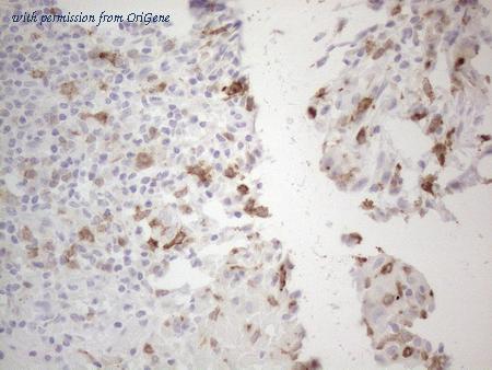OriGene CF807730 image 1
