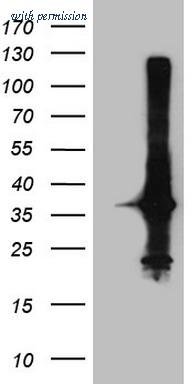 OriGene CF807732 image 1