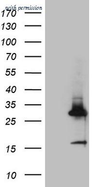 OriGene CF807733 image 1