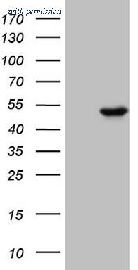OriGene CF807741 image 1