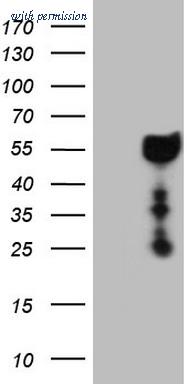 OriGene CF807746 image 1