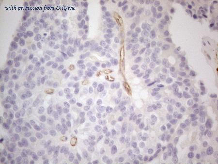 OriGene CF807749 image 1