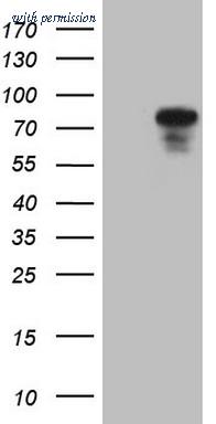 OriGene CF807750 image 1