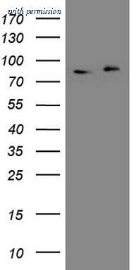 OriGene CF807768 image 1