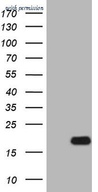 OriGene CF807772 image 1