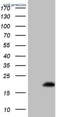 OriGene CF807773 image 1
