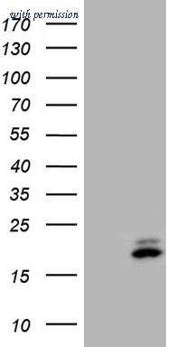 OriGene CF807775 image 1