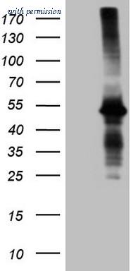 OriGene CF807784 image 1