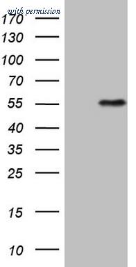 OriGene CF807790 image 1