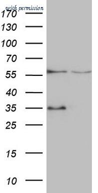 OriGene CF807801 image 1