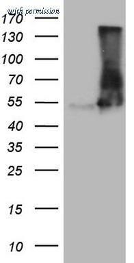 OriGene CF807803 image 1