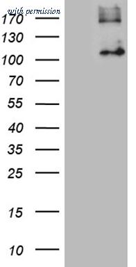 OriGene CF807807 image 1