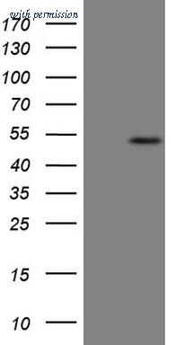 OriGene CF807809 image 1
