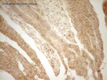 OriGene CF807834 image 1