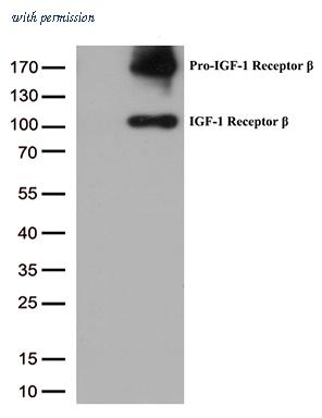 OriGene CF807835 image 1