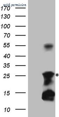 OriGene CF807837 image 1