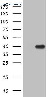 OriGene CF807860 image 1