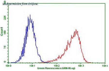 OriGene CF807862 image 1