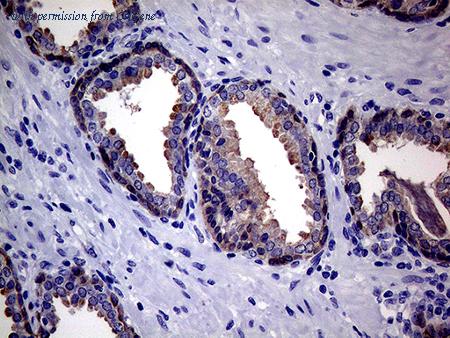 OriGene CF807863 image 1