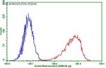 OriGene CF807880 image 1