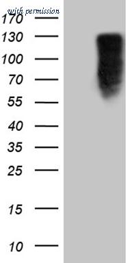 OriGene CF807884 image 1