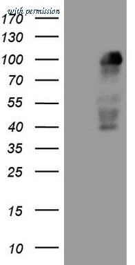OriGene CF807886 image 1